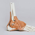 Physiotherapy-for-Ankle-Sprains