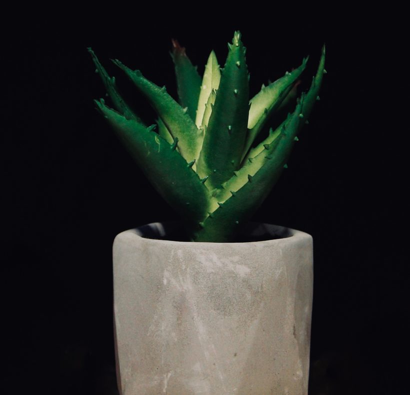 Cactus IMS