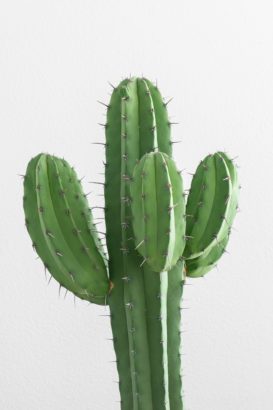 Acupuncture cactus